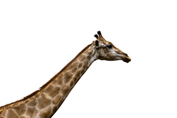 Giraffe neck isolated on white