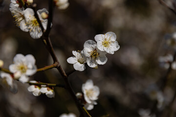 Plum flower behind the blue sky sunny day close up
