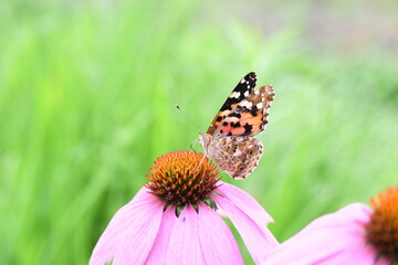 Fototapeta premium 蝶が花に止まっている