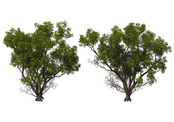 Various trees and plants on transparent background