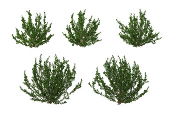 Various trees and plants on transparent background