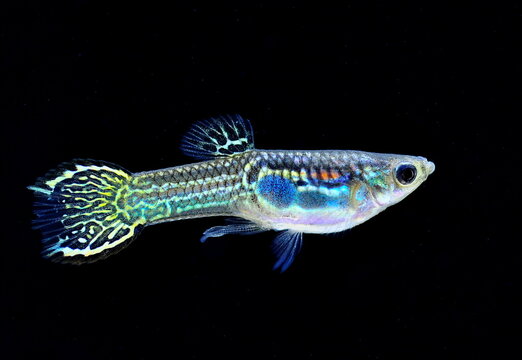 Endler Guppy Green Tiger