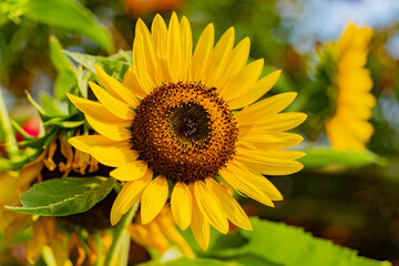 Decorative sunflowers. A village of artisans in Nha Trang in Vietnam. Decorative park.