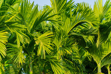 Fototapeta na wymiar Palm leaves. A village of artisans in Nha Trang in Vietnam. Decorative park. 