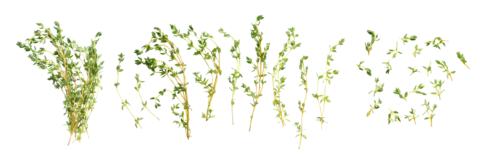 Set of fresh thyme isolated on a white background