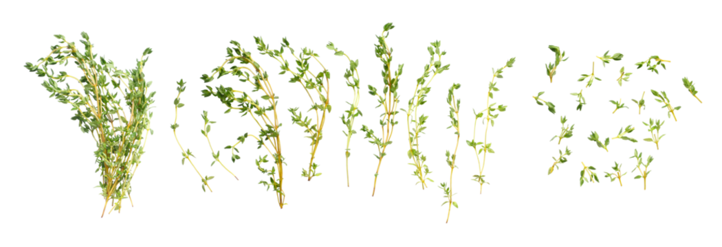 Set of fresh thyme isolated on a white background