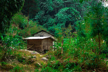 A wooden house amidst green mountain forest. Tabakoshi Mirik West Bengal India South Asia Pacific