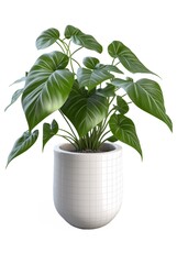 Beautiful ornamental plant in flowerpot isolated on white. Home decoration, generative ai