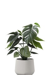 Beautiful ornamental plant in flowerpot isolated on white. Home decoration, generative ai