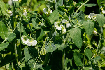 Blooming green pea plants in the vegetable garden