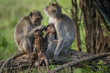 A pair of long tailed macaque macaca fascicularis parent spending time with their baby macaque, Taman Nasional baluran National Park Situbondo	