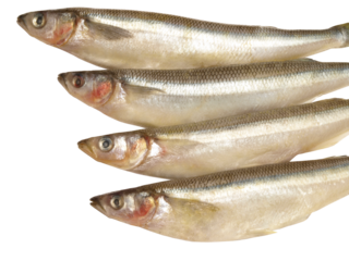 Smelt fish on a white background isolated