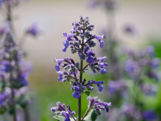 紫色のネペタ グランディフローラ