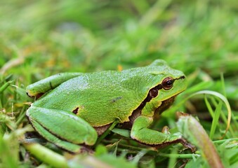 Europäischer Laubfrosch (Hyla arborea)