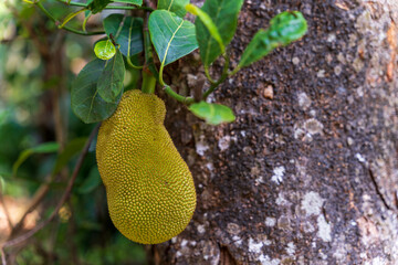Jackfruit or Pohon Nangka is the name of a kind of tree, as well as fruit. Jackfruit trees belong to the Moraceae tribe, the scientific name is Artocarpus heterophyllus. selective focus. defocus