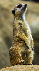 meerkat on guard