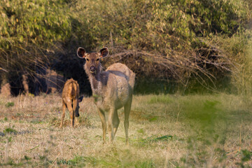 A female sambar deer munching on grass in forest of India.