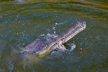An Indian gharial or gavial or fish eating crocodile head emerging out of river water while eating it's prey. It has a long snout for catching fish and other prey.