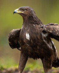 Greater spotted eagle (Clanga clanga) portrait in forest
