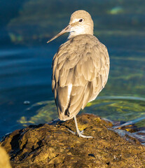 willet on a rock by the harbor 