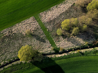 early sprouting trees and blooming cherries controls agricultural activity and grain quality. ruts from a tractor and counting the condition of game in the forest using a drone flying above the ground