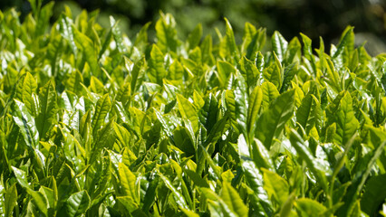 tea leaves at the farm