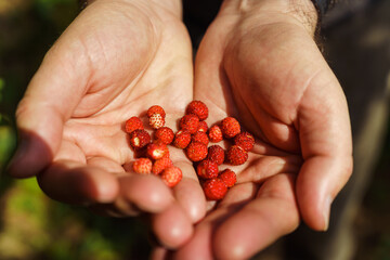 Handful of red fresh freshly picked wild strawberries in men's hands. Fragaria vesca, commonly called the wild strawberry, woodland strawberry, Alpine strawberry or European strawberry