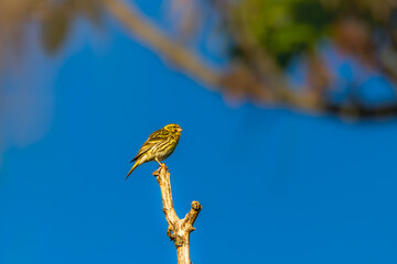 European Serin perched on a tree branch