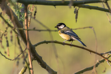 Obraz premium Great Tit perched on a tree branch