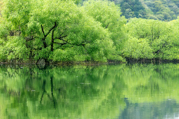 Fototapeta premium 水