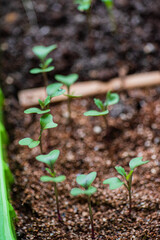 Home gardening. Growing organic products yourself.