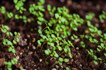 Home gardening. Growing organic products yourself.