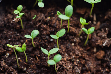 Home gardening. Growing organic products yourself.
