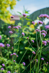 Purple Verbana Bonariensis flower in garden