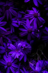 violet flowers background, nature texture