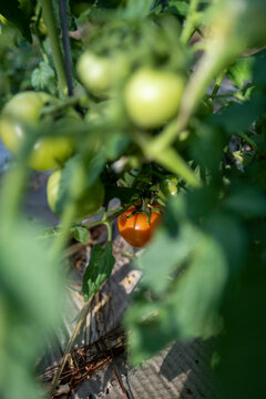 Beautiful red ripe heirloom tomatoes grown in a garden near forest. Gardening tomato photograph with copy space. Shallow depth of field, Lam Dong, Vietnam
