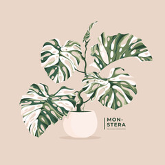 lovely monstera variegata leaves illustration background © ayunannas