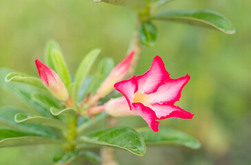 Adenium flowers with water droplets