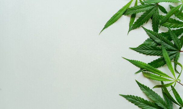close up top view on cannabis leaves and branches on white background for alternative medical and marketing design concept