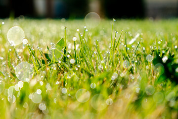 Fototapeta premium Fresh green grass with dew drops closeup. Nature Background. Bokeh light