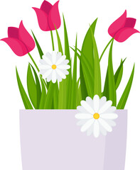 Potted chamomile and tulips. Garden flowers. Flat vector illustration isolated on white background.