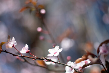 spring background flowers