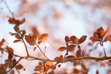 spring background flowers