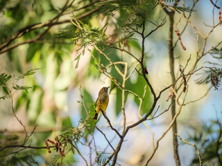 Speckled Warbler
