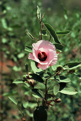 Close up Sturt Desert Rose flower - 597398889