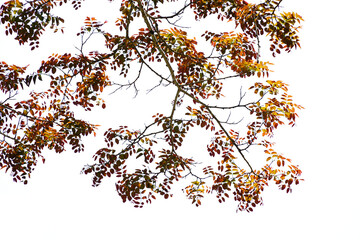 Green bush isolated transparency background.