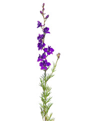 Fototapeta na wymiar Purple flower of oriental knight spur plant isolated on white, Consolida orientalis 