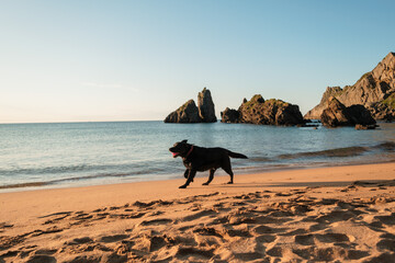 Playa de Laga, Bizkaia en Euskadi (País Vasco) al atardecer Con un perro corriendo.