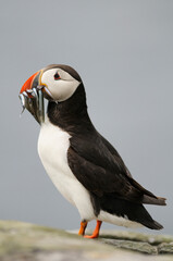 Atlantic puffin (Fratercula arctica)