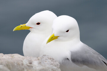 Black-legged kittiwake (Rissa tridactyla)